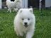 PoulaTo: Pomeranian καθαροαιμα Αθηνα-Θεσσαλονικη-Νησια dogsmania.gr 6979314054...